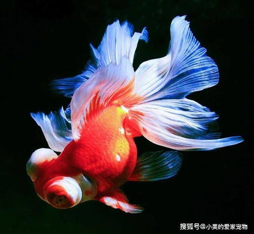 经验分享你知道怎样正确给鱼晾水吗