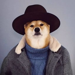 阅览室跟着世界上最会打扮的柴犬学穿衣