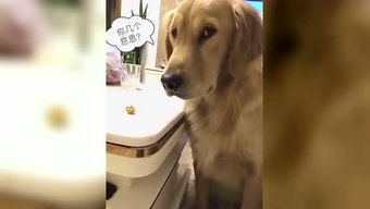 狗狗表情搞笑腾讯视频全网搜
