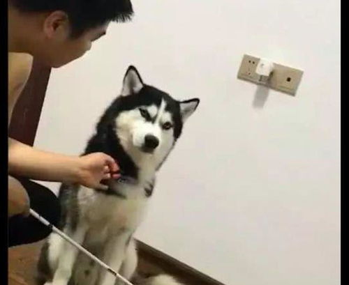 网友想教训犯错的二哈,它用桀骜不驯的眼神看主人你打下试试