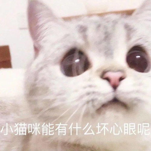 网红猫咪猫咪臭娜娜表情包十一