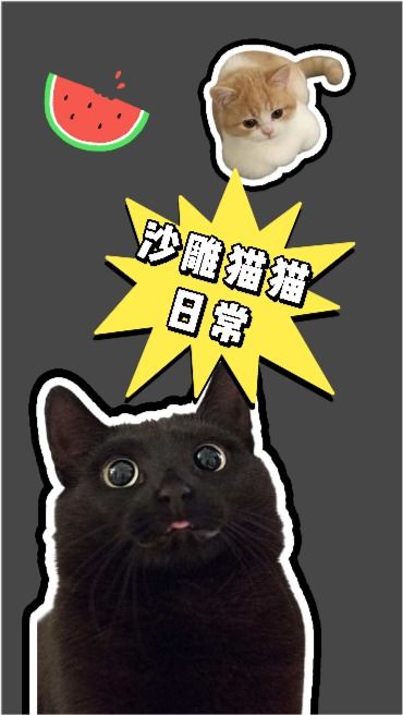 沙雕猫猫搞笑日常,又可爱又搞笑