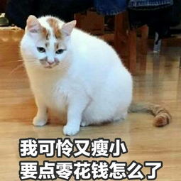 你们有问爸妈要钱的表情包吗
