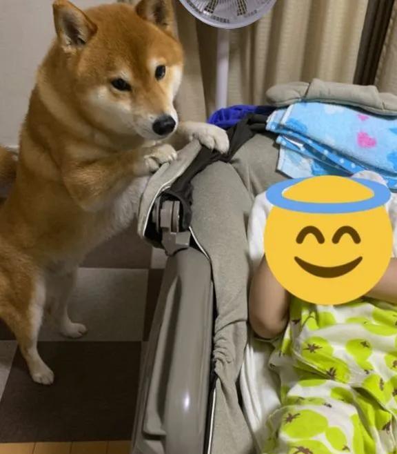 岛国柴犬沉迷捡石头主人晕倒也没反应