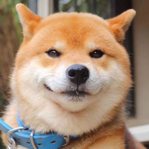 有哪些猫猫狗狗的头像