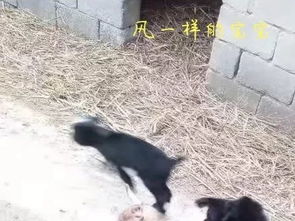 社团活动魔都摄影社表情包大赛