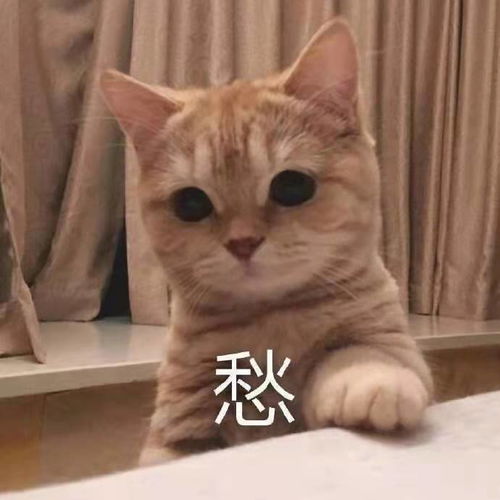 菲尔顿训猫指南,只要这几步,养出乖乖喵