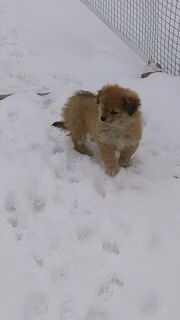 求一张秋田犬的图片,被主人拉着绳子蹲在地上坚决不肯走的搞笑图片