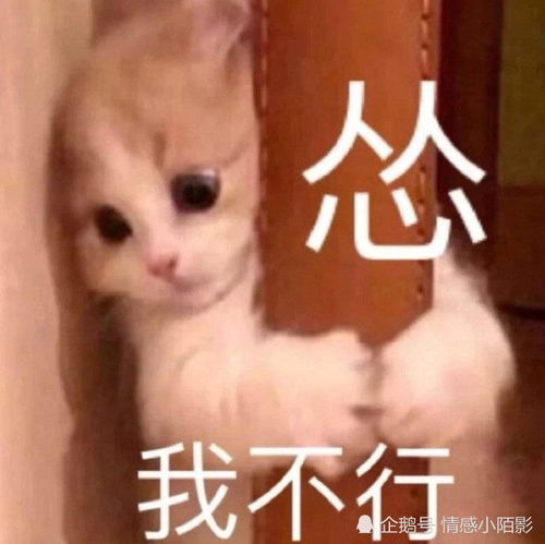 猫咪表情包难道我不是你最爱的小猫咪嘛