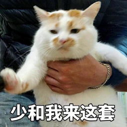 分享可爱的猫猫表情包,附送笑话一乐,快进来