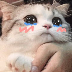 搞笑小表情猫咪