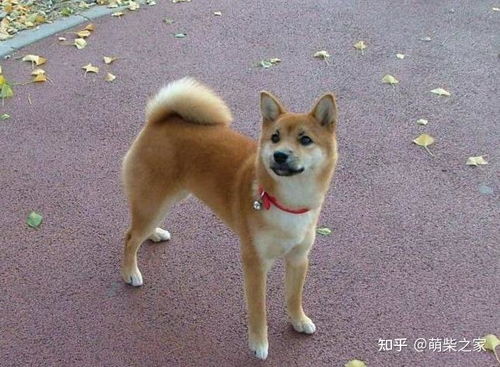 搞笑狗表情包柴犬