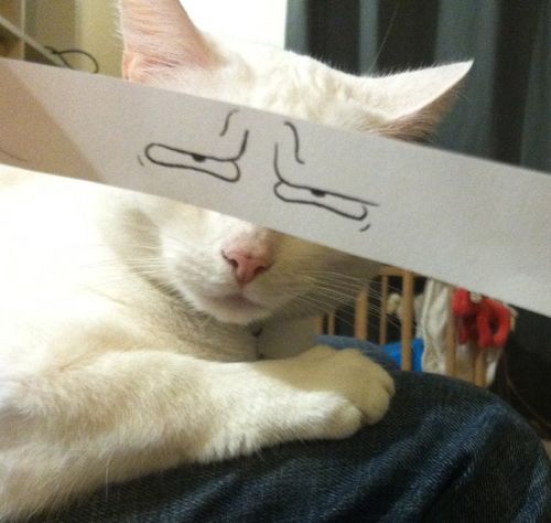 让猫咪变成表情丰富的逗比