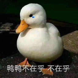 网友晒自己特别舔狗卑微的聊天截图,真的太扎心了