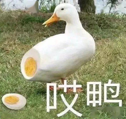 斗图必备表情包动态配图