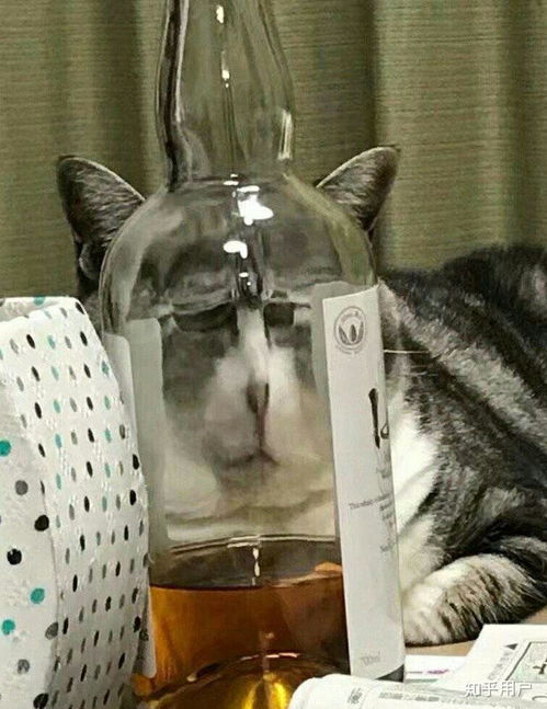骨相好但皮相差是什么体验