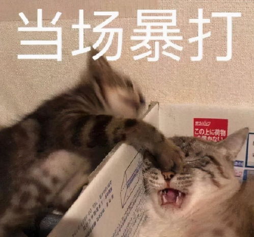 明星们不堪回首的过去,而我却只想笑