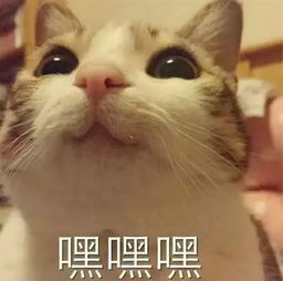 峪泉镇嘉峪关集贸市场1月2日要开集啦众多精彩好货,让您旺享新年