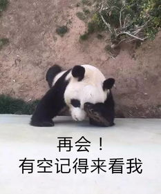 青岛这只熊猫一夜爆红童年被扒裤子如今惨到连对象都不让搞