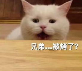 萌贱猫咪带文字表情包,聊天必备,走起