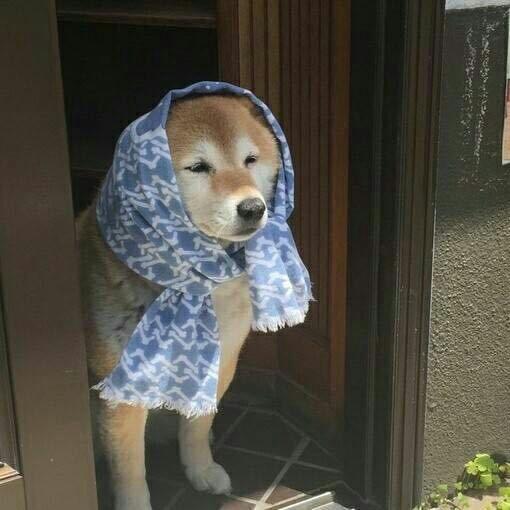 狗扫地图片搞笑表情包