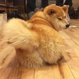 柴犬丨汪界表情包的鼻祖