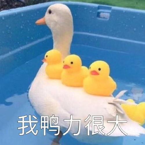 搞笑表情包图片你刚出浴的样子,乖巧又可爱