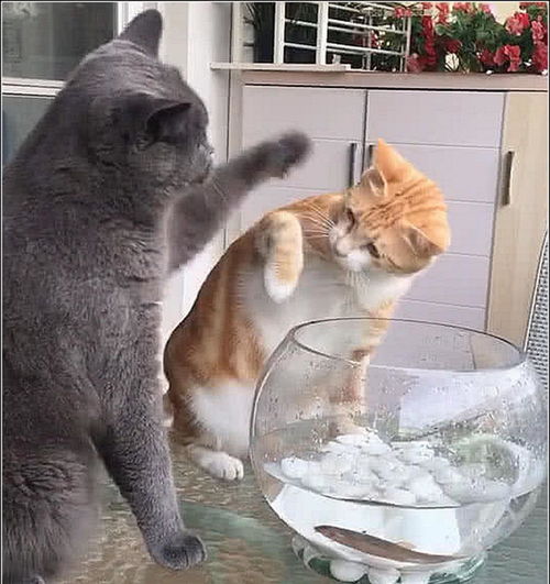 女主养了两只猫咪,橘猫准备吃鱼,蓝猫的举动厉害啦