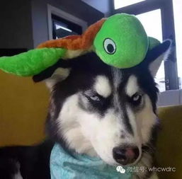 养了二哈,你就拥有了一个强大的表情包保证你每天笑的合不拢嘴