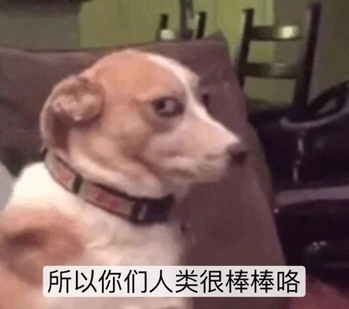 世界上最能跑的动物是猎豹有人不同意了