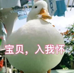 表情包当代人脸上根本没什么表情