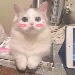 猫咪能感受到你的情绪吗