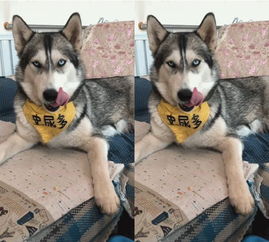 吃完主人送上的鸡腿,发现狗崽不见了,下一幕二哈的表情让人笑哭
