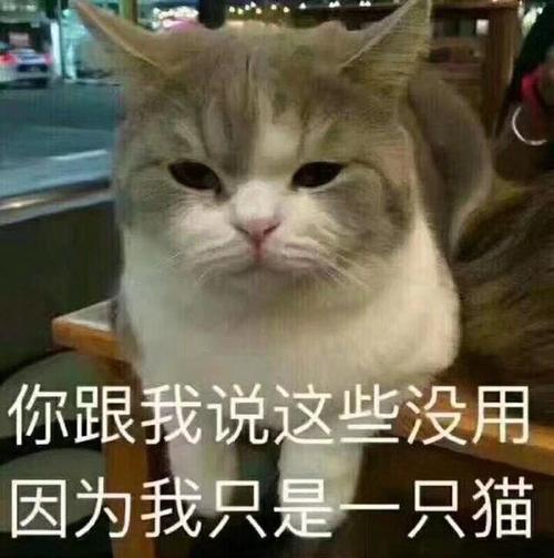猫咪名字可分7类,第3类主人起名字时,根本没走心