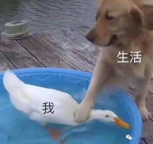 每天健康饮食还胖了关晓彤这双下巴说不过去啊