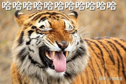 求推荐好用的精华油,美容油