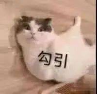 沙雕猫表情包