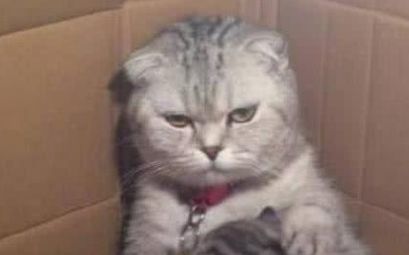 猫咪意外怀孕生下一窝小猫,竟没一个像它,喂奶时的表情让人喷饭
