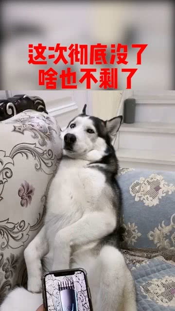 当你恶搞你家的二哈,它是什么表情