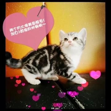 全站相册标签美短