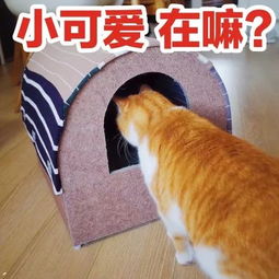 猫咪搞怪表情包来啦你要不要