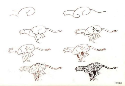 50个猫的画法,四步画出猫咪老师