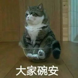 搞笑猫咪表情包39张