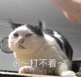 你们都有哪些好玩的表情包