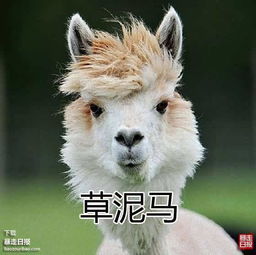最终,人类将罪恶的手伸向了可爱的草泥马,据说口感还不错呢