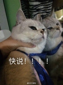 猫咪表情包,已完结堆糖,美好生活研究所超可爱猫咪表情包