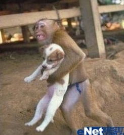 网友踢爆猴子抱狗逃命照非南京爆炸现场