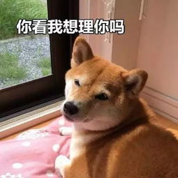 盘点那些只凭一句话就能获得上万赞的神回答