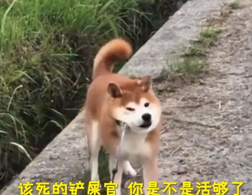 蠢萌柴犬户外散步,惊现魔性表情,让主人哭笑不得