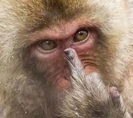 笑cry奈良的鹿峨眉山的猴动物界的五大扛把子,你一个都惹不起